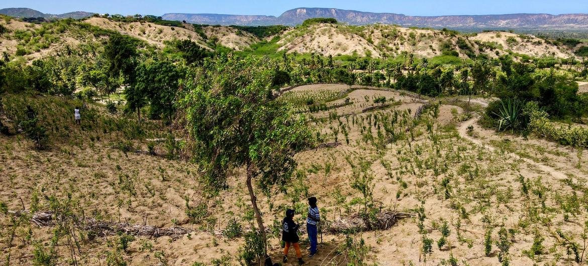 La déforestation mondiale ralentit, mais les forêts pluviales tropicales sont toujours menacées (*)