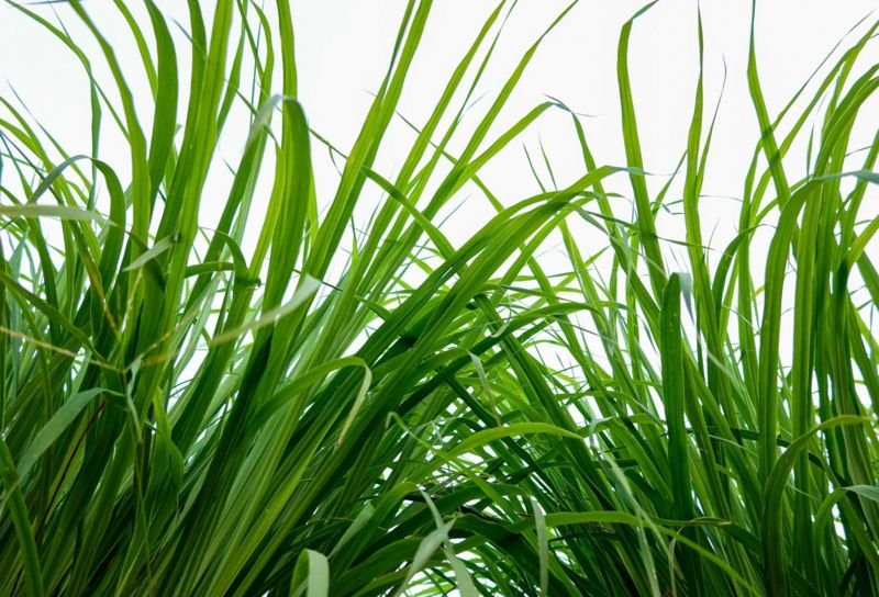 Comment bénéficier des bienfaits de la citronnelle