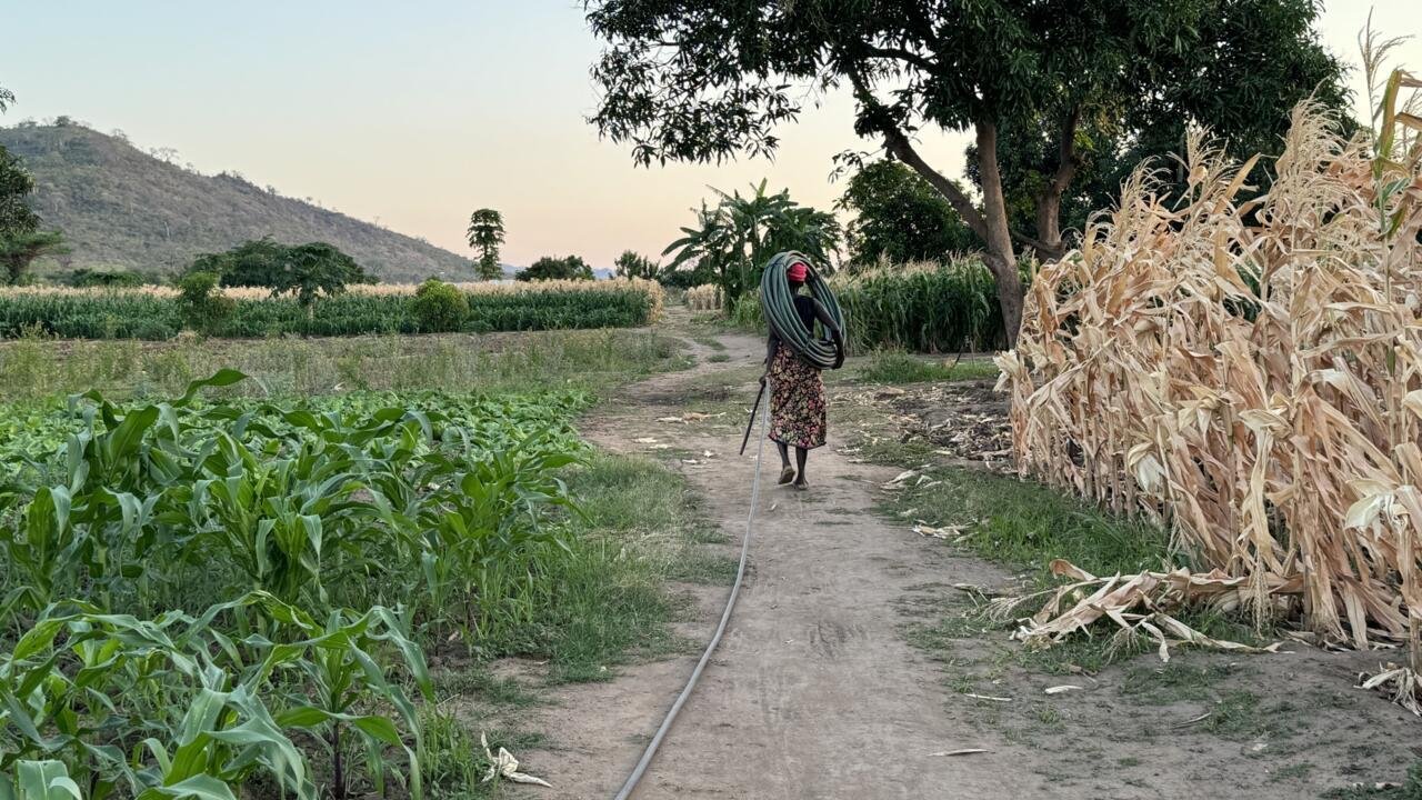 « Plus rien ne pousse » : au Malawi : manger, un combat quotidien dû au dérèglement climatique
